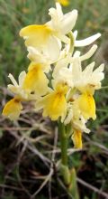 Orchis pauciflora